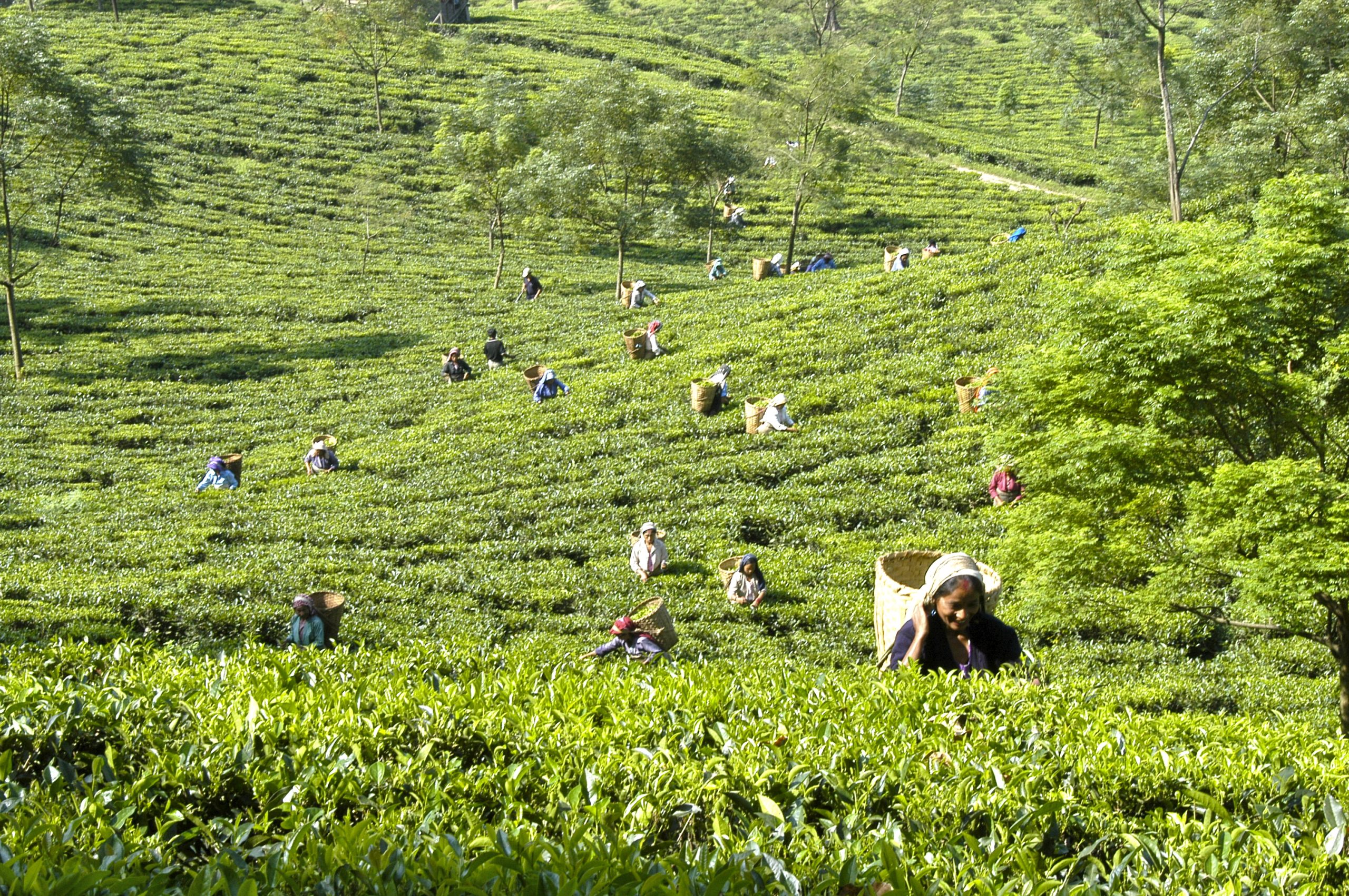Darjeeling Tea Estate